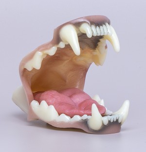 TONGUE SOLD SEPARATELY<br>RELAXED TONGUE PICTURED 