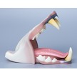 TONGUE SOLD SEPARATELY<br>RELAXED TONGUE PICTURED 
